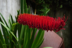 Xeronema callistemon