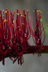 Xeronema callistemon
