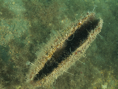Pinna nobilis