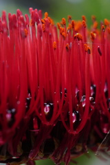 Xeronema callistemon