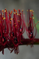 Xeronema callistemon