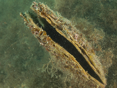 Pinna nobilis