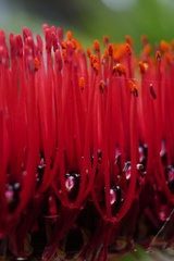 Xeronema callistemon