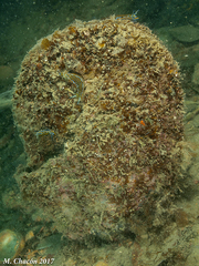 Pinna nobilis