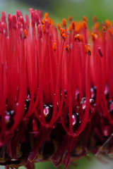 Xeronema callistemon