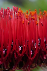 Xeronema callistemon