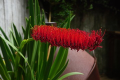 Xeronema callistemon