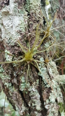 Tillandsia ignesiae
