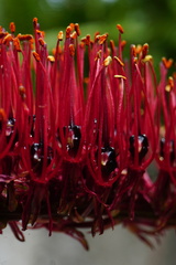 Xeronema callistemon