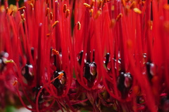 Xeronema callistemon