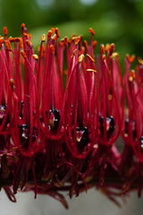 Xeronema callistemon