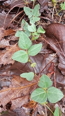 Phaseolus pauciflorus