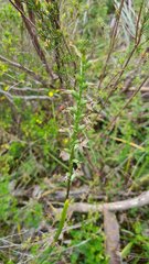 Prasophyllum fitzgeraldii