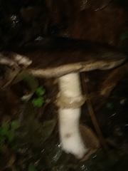 Agaricus buckmacadooi