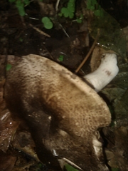 Agaricus buckmacadooi