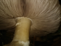 Agaricus buckmacadooi