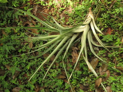 Tillandsia elongata