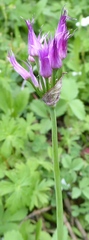 Allium brevistylum