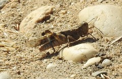 Trimerotropis pseudofasciata