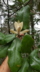 Magnolia iltisiana