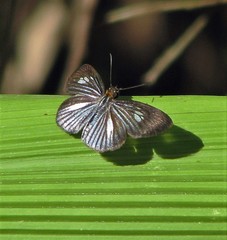 Pythonides lancea