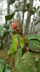 Magnolia iltisiana