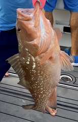 Epinephelus morio