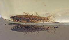 Etheostoma microperca