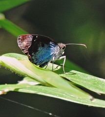 Quadrus u-lucida mimus