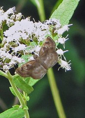 Quadrus u-lucida mimus