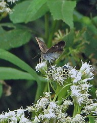 Quadrus u-lucida mimus