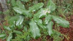 Magnolia iltisiana