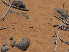 Microphontes gaiophanes