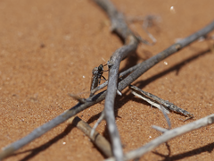 Microphontes gaiophanes