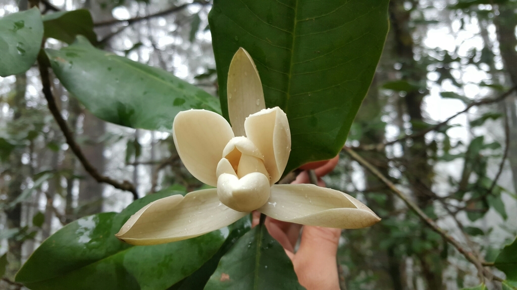 Magnolia iltisiana