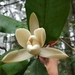 Magnolia iltisiana - Photo (c) Ignacio Torres García, some rights reserved (CC BY-NC), uploaded by Ignacio Torres García