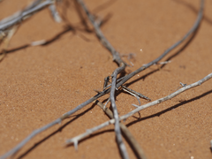 Microphontes gaiophanes