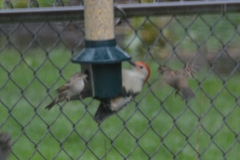 Melanerpes carolinus