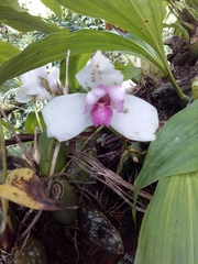 Lycaste virginalis