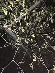 Capsicum annuum glabriusculum