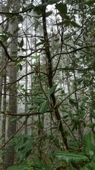 Magnolia iltisiana