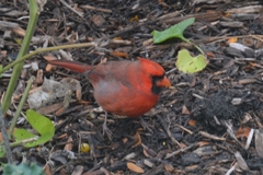 Cardinalis cardinalis