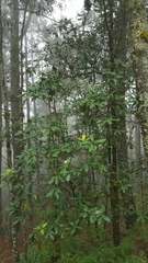 Magnolia iltisiana