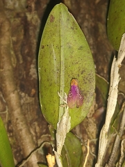 Restrepia muscifera