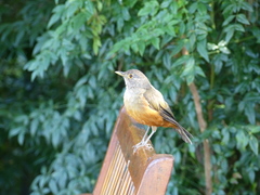Turdus rufiventris