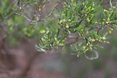 Dodonaea viscosa angustissima
