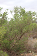 Dodonaea viscosa angustissima