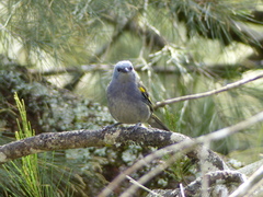 Thraupis ornata