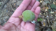 Elaeocarpus bancroftii