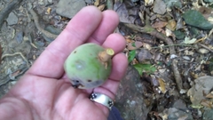 Elaeocarpus bancroftii